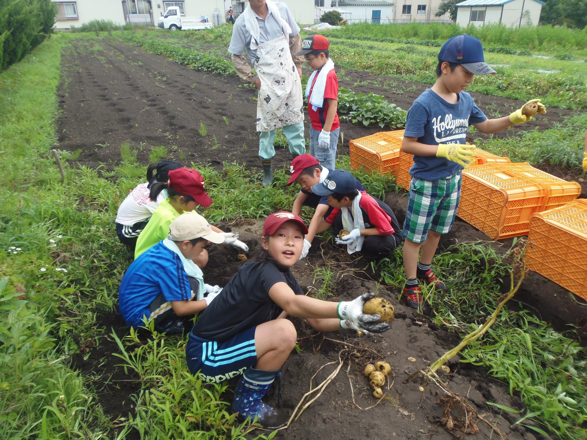 芋掘りする児童