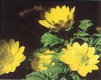 黄色のふくじゅそうの花の写真